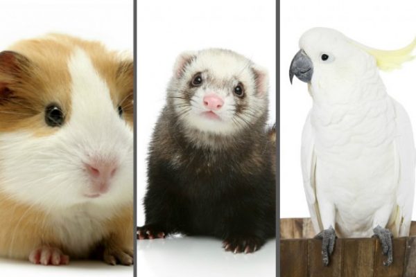 Montagem-Pets-630x420 (1)