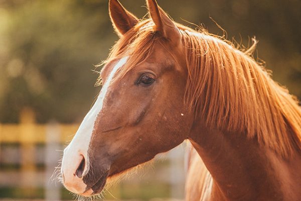 baia-cavalos-800x423