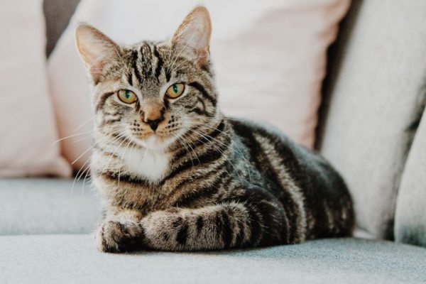 vida-de-gato